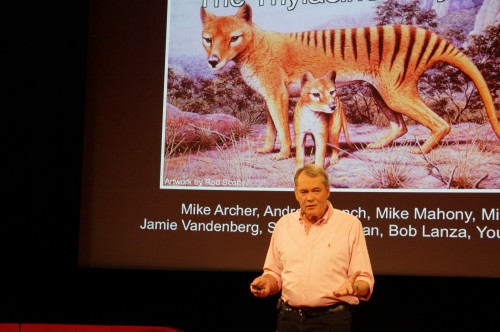 Can we bring back the Tasmanian tiger? Photo by the author.